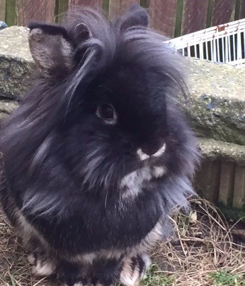 A black angora rabbit